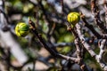 Green and Yellow Figs on Branches