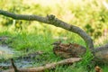 Green and yellow finch, songbird, sitting on a dead tree stump. Surrounded by grass. From the finch family Royalty Free Stock Photo