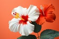 Blossom hawaii plant nature rose chinese flower isolated red summer tropical