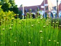 Green and yellow flower buds in public park. blurred building exterior background Royalty Free Stock Photo