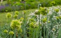 Green and yellow flowering garlic - Allium obliquum alliaceae
