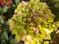 green yellow flowers Royalty Free Stock Photo