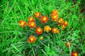 Green and yellow flowers with stand of leaf