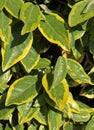 Green and yellow foliage of an Elaeagnus ebbingei viveleg Royalty Free Stock Photo