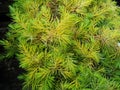 Juniperus conferta `All Gold`