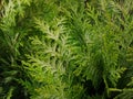 Chamaecyparis lawsoniana 'Ivonne'