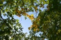 Green and yellow forest in the beginning of autumn. View on oak tree branches from below. Foliage against the sky Royalty Free Stock Photo