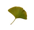 Green and yellow fresh ginkgo leaf isolated, medicinal organic plant close-up, clipping path cutout object, eco-friendly Royalty Free Stock Photo