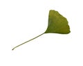 Green and yellow fresh ginkgo leaf isolated, medicinal organic plant close-up, clipping path cutout object, eco-friendly Royalty Free Stock Photo