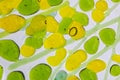 Green and yellow fused glass pattern. Abstract background.
