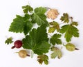 Pattern of green leaves and ripe gooseberries on a white background Royalty Free Stock Photo