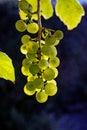 Green-Yellow grapes in a vineyard Royalty Free Stock Photo