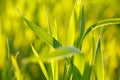 Green and yellow grass blades on blur background