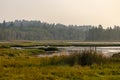 Green and yellow grass in marshy wetlands under hazy skys