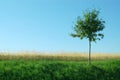 Green, yellow grass, tree, the blue sky