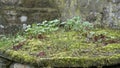 Grasses and moss growing on an decaying tree trunkold stone slab