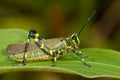 Green and yellow grasshopper