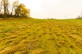 Green and yellow grassy meadow with yellow flowers and trees  autumn Royalty Free Stock Photo