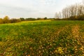 Green and yellow grassy meadow with yellow flowers and trees  autumn Royalty Free Stock Photo