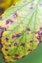 Green yellow with gray spots leaf macro close-up abstract bright Royalty Free Stock Photo