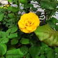 Green and yellow rose Royalty Free Stock Photo