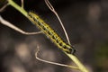 Green and yellow hairy spotted caterpillar Pieris cheiranthi on branch of arugula. The caterpillar of a pest butterfly is a Royalty Free Stock Photo