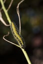 Green and yellow hairy spotted caterpillar Pieris cheiranthi on branch of arugula. The caterpillar of a pest butterfly is a Royalty Free Stock Photo