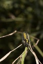 Green and yellow hairy spotted caterpillar Pieris cheiranthi on branch of arugula. The caterpillar of a pest butterfly is a Royalty Free Stock Photo