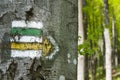 Hiking trail signs symbols in springtime on tree Royalty Free Stock Photo