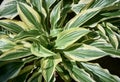 Green and yellow hosta leaves, large striped leaves hostas, plantain lilies, giboshi. Green background