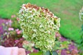 Green and Yellow Hydrangea Up Close Royalty Free Stock Photo