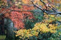 Green and yellow Japanese Maple Leaf on the tree after rain and out focus orange and red Japanese Maple Leaf in the garden. Royalty Free Stock Photo