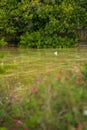 A green yellow lake in Barcelona, Spain between bushes and flowers. A seagull duck swimming peacefully in the lake Royalty Free Stock Photo