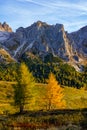 Green and yellow larch trees at the foot of Dolomites