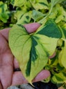 Green and yellow leaf of Chameleon plant, with scientific name Houttuynia Cordata Royalty Free Stock Photo