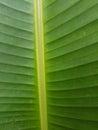 Tropical green and yellow leaf close-up, abstract green leaf texture, nature background. Royalty Free Stock Photo