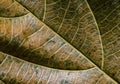 Green yellow leaf closeup. Autumn leaf texture macro photo. Dry leaf vein pattern. Tree leaf surface.