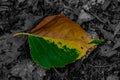 Green and yellow leaf on ground  brown Royalty Free Stock Photo