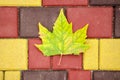 Green-yellow leaf of a plane tree on a background of multi-colored paving stones. Royalty Free Stock Photo