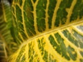 Green yellow leaf structur