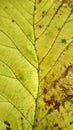 green and yellow leaf texture background Royalty Free Stock Photo