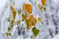 Green and yellow leafs covered with snow close-up