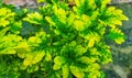 green and yellow leaved plants suitable for front of the house