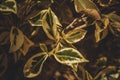 green yellow leaves Royalty Free Stock Photo