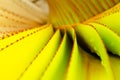 Green and yellow leaves with bright toothed edges and water drops