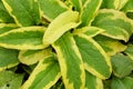 Green and yellow leaves of Comfrey `Axminster Gold`