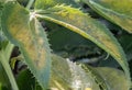 Green-yellow leaves of Corsican Hellebore or argutifolius (Silver Lace