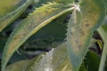 Green-yellow leaves of Corsican Hellebore or argutifolius (Silver Lace