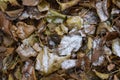 Green yellow leaves fallen from trees and covered with a small thin layer of the first snow. Royalty Free Stock Photo