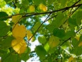 Green and yellow leaves of linden in early autumn Royalty Free Stock Photo